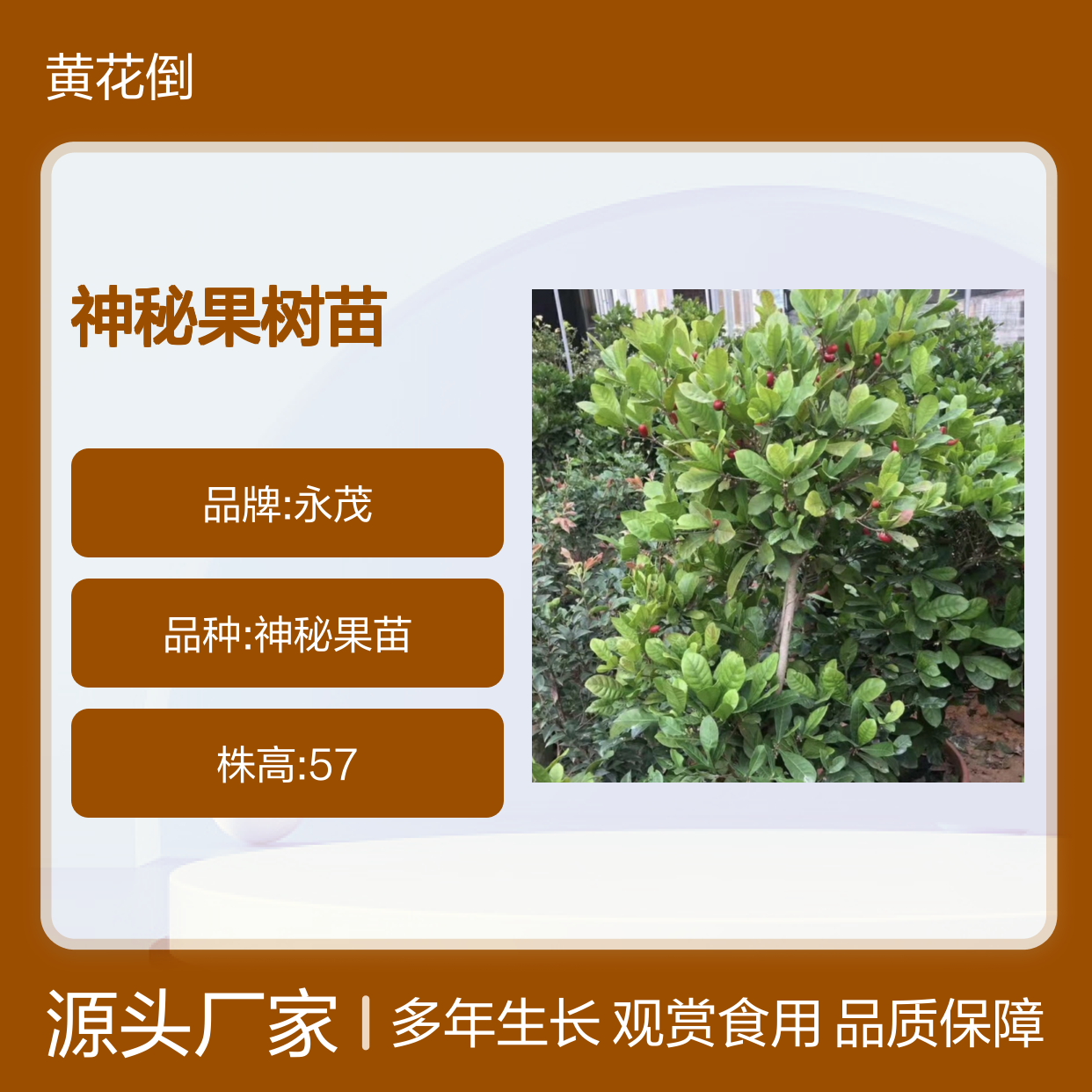 神秘果树苗 酸甜可口观赏食用兼备 易于养护 变味功能