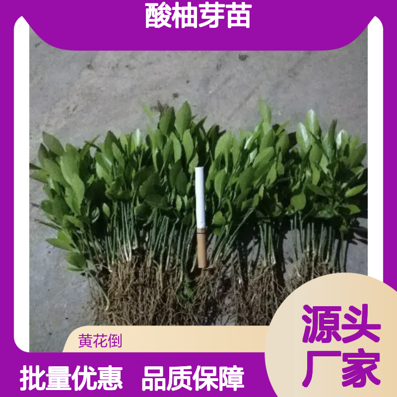 酸柚芽苗 批发供应 果园直供 品种丰富 生长旺盛
