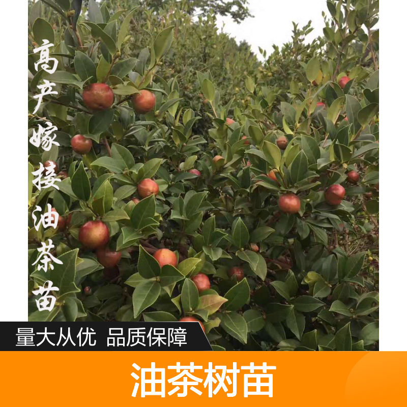 湘林油茶树苗 高产嫁接苗 种植主产区 果大皮薄