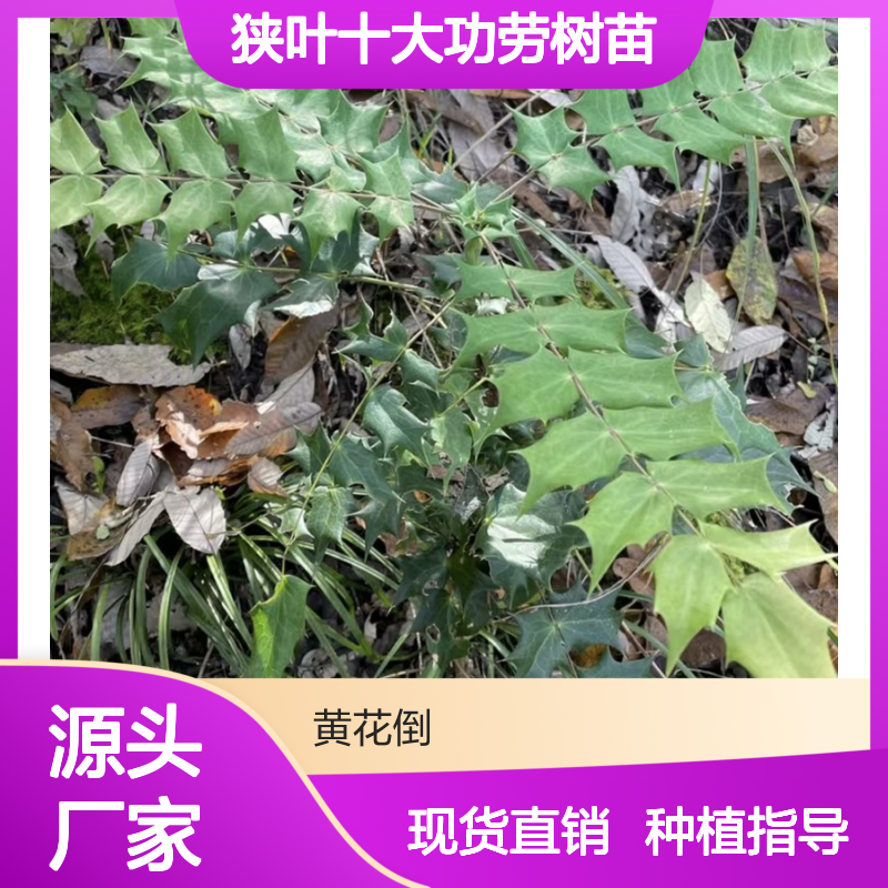 狭叶十大功劳树苗 产地直供保证品质 抗寒耐荫