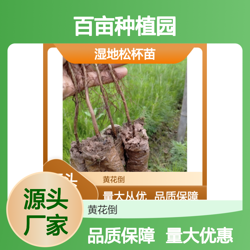 湿地松杯苗 百亩园直供 生长迅速抗病虫 规模宏大