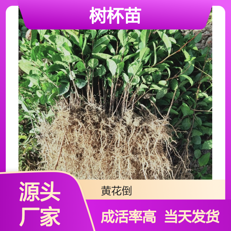 当天起苗当天发茶叶树杯苗 多年生根系发达成活高规格齐全