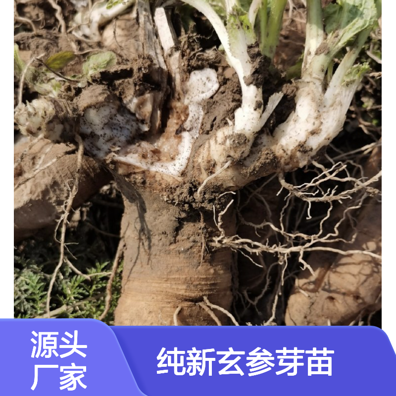 当年纯新玄参芽苗 苗木合作社自营免费技术指导