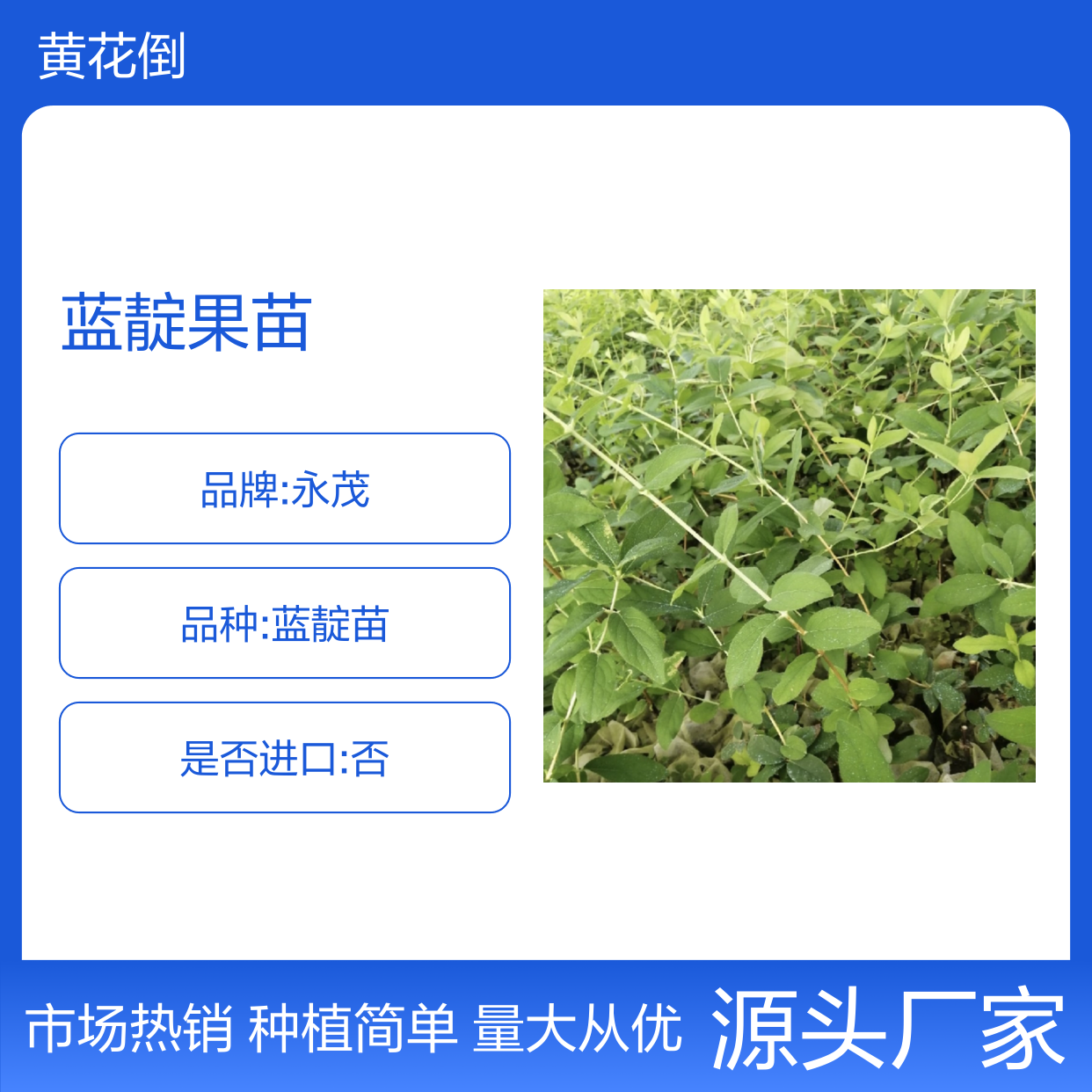 蓝靛果苗 百亩种植区直供 批量优惠 高成活率 抗寒性强