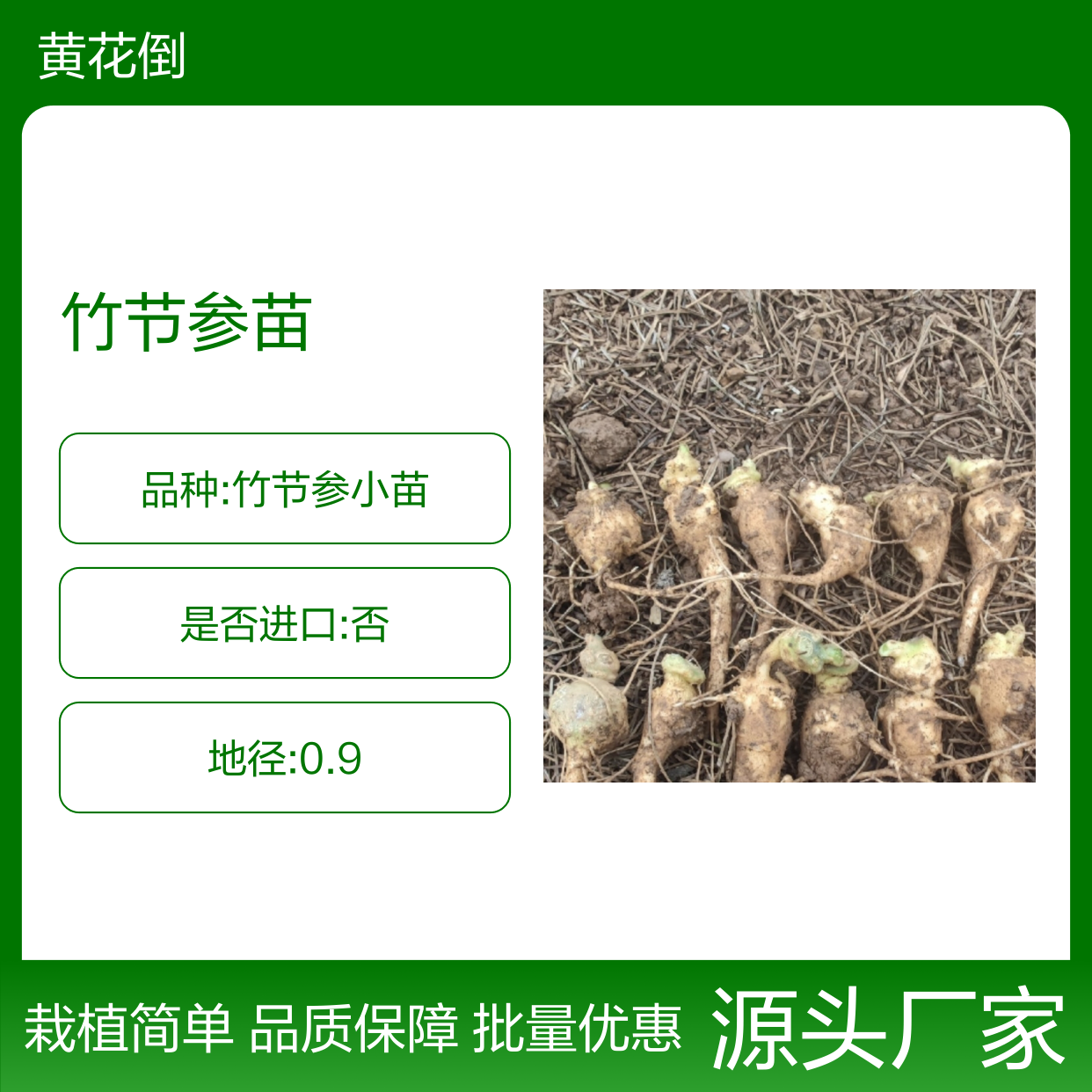 竹节参苗批发基地 园林植物竹节参 生长旺盛 耐寒耐湿