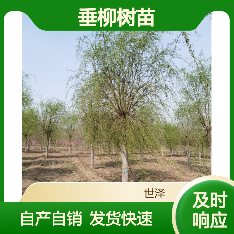 12公分垂柳树苗-风景树基地-自产自销-发货快-自家苗圃