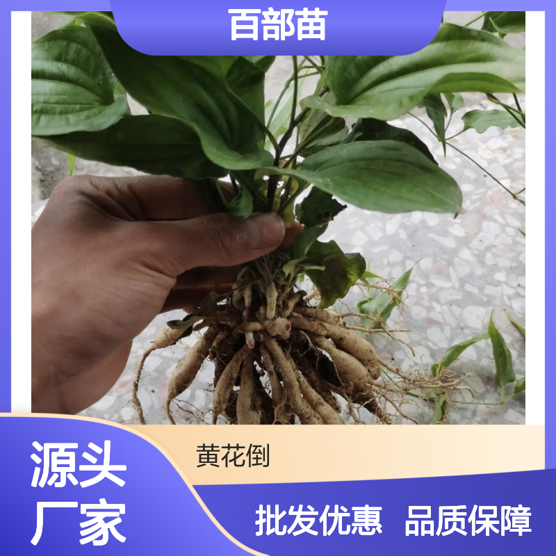 中药百部苗 园林植物批发 直立百部 品质优良 货源充足