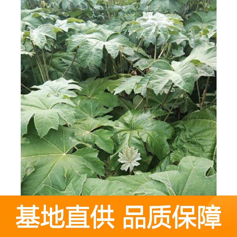 优质大通草小苗 批量供应园林植物 易于繁殖 生长迅速