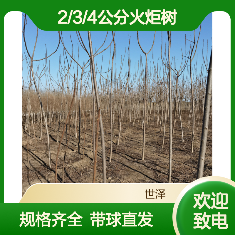 世泽园林-园林绿化-2/3/4公分火炬树-规格全-带球直发