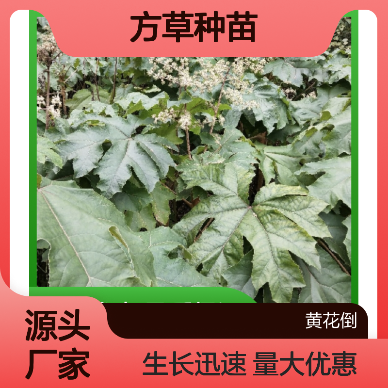 方草种苗 批发常绿灌木 通草种植 管理简单 生长迅速