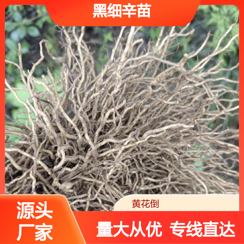 农户直供黑细辛苗 购买数量达到要求全国专线车直达送货