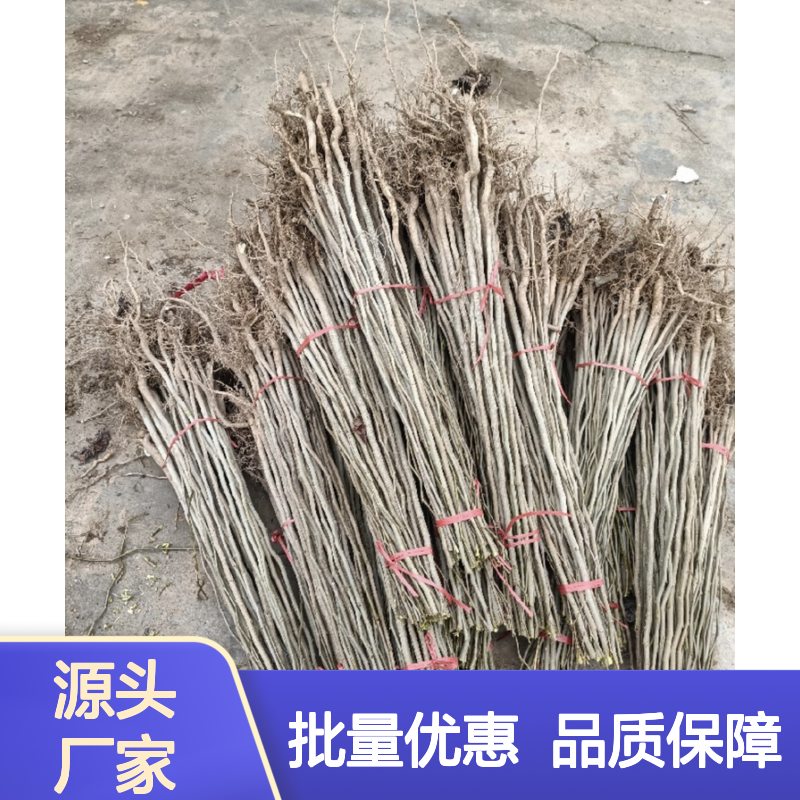 杜仲树苗 百亩种植区 药材杜仲优选 基地直供 适应性强