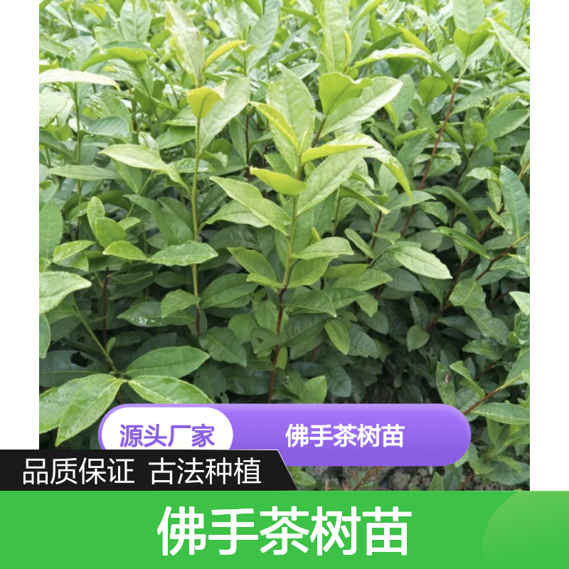 佛手茶树苗 传承古法制茶 纯正品种 精心培育 历史悠久