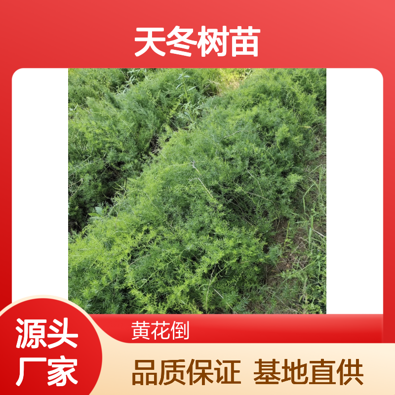 天冬树苗基地直供 优质分株栽培 速生高产 前景广阔