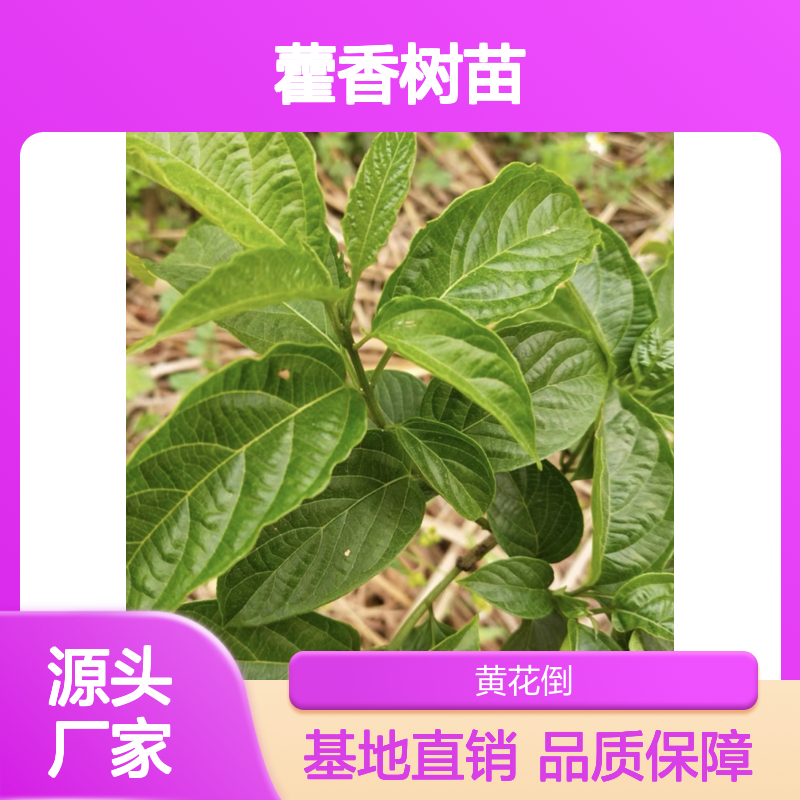 藿香树苗 基地直供 播种指导 技术支持 品质优良