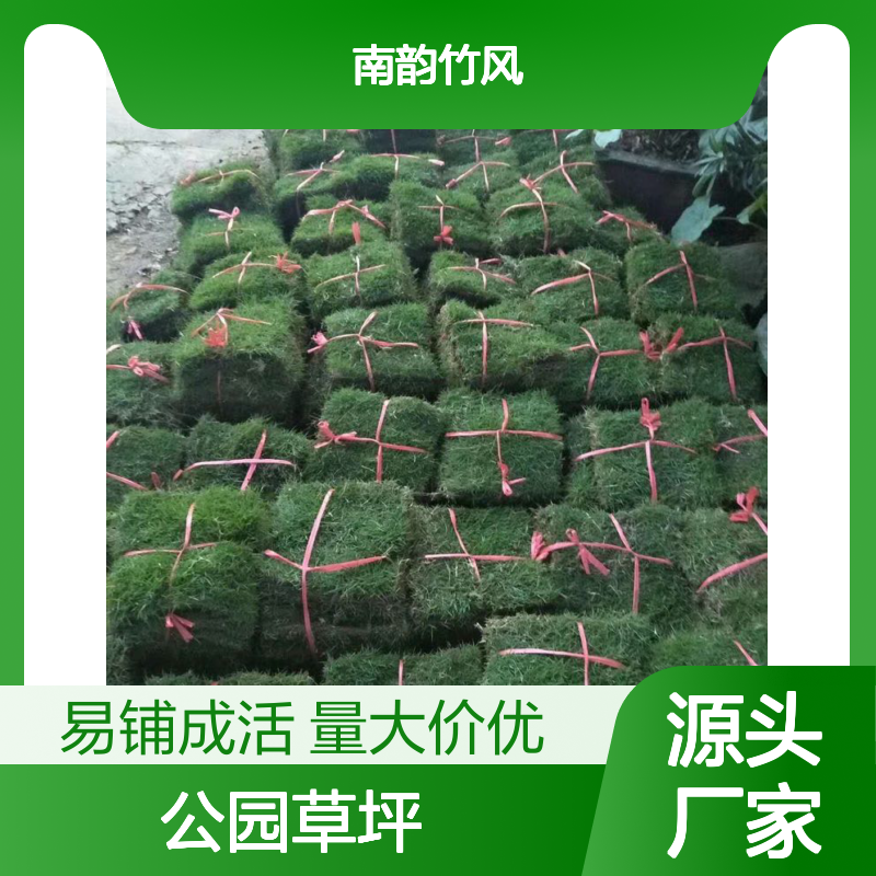 草皮种植宝 安结缕草批发 公园草坪品种精选 南韵竹风