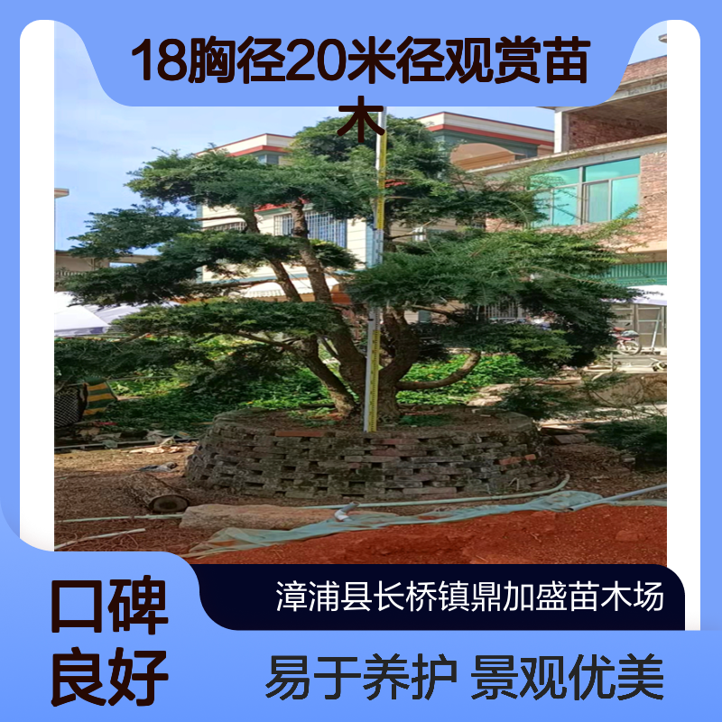 绿意盎然杜松盆景 庭院别墅露地造景18胸径20米径观赏苗木
