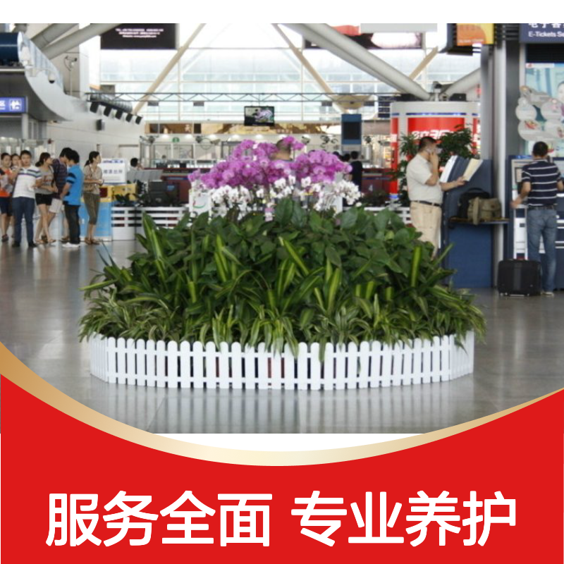 南韵竹风花卉摆放 租摆服务全包含 品种多样 成活率高