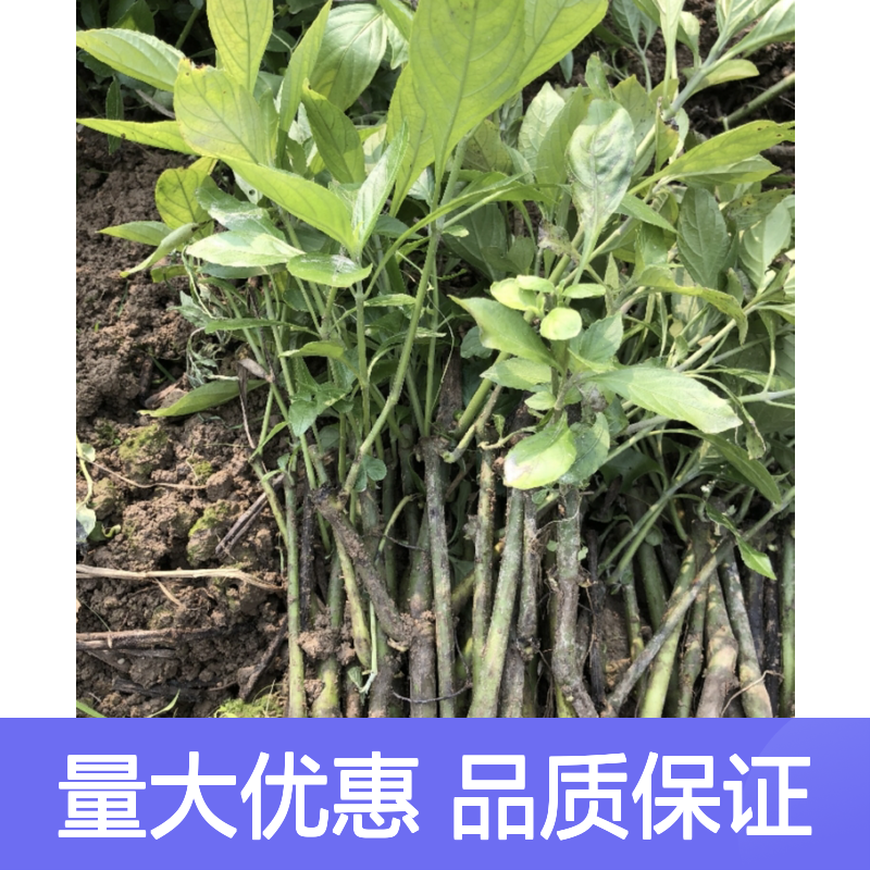 专业板蓝根小苗 基地培育供应 生长旺盛 易于管理