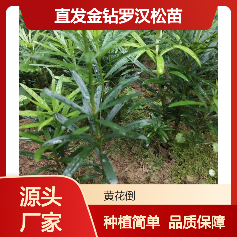 产地直发金钻罗汉松苗 种植收益好 荒山农田均可种植