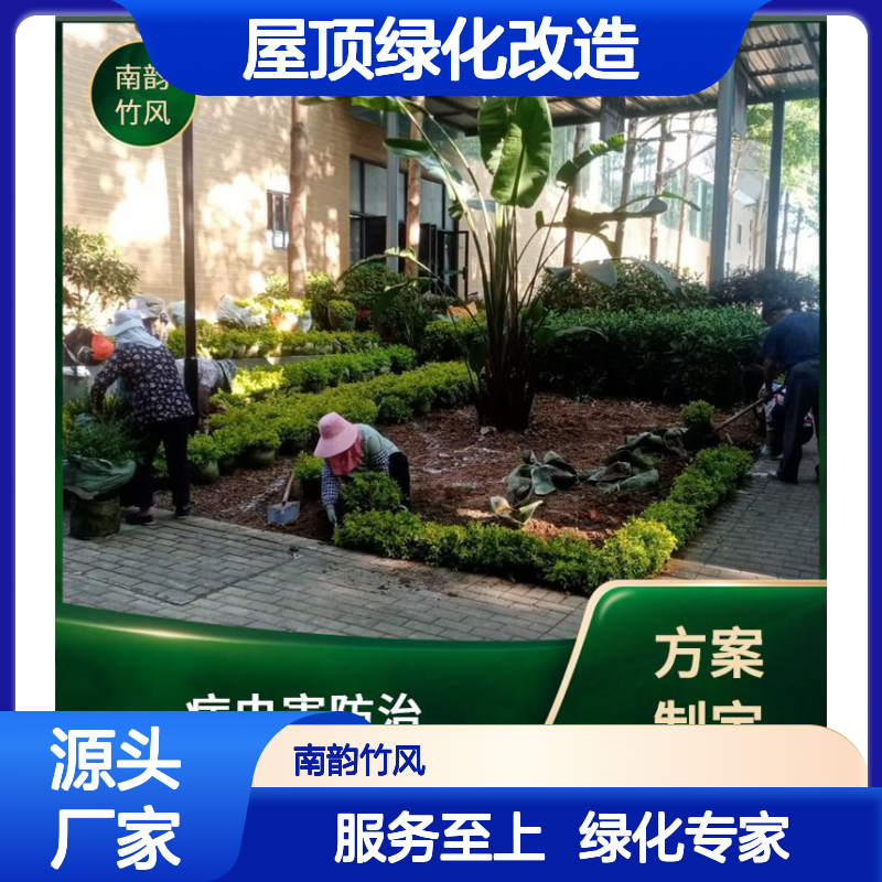 南韵竹风 屋顶绿化改造 庭院景观 种植施工 浇水施肥修剪