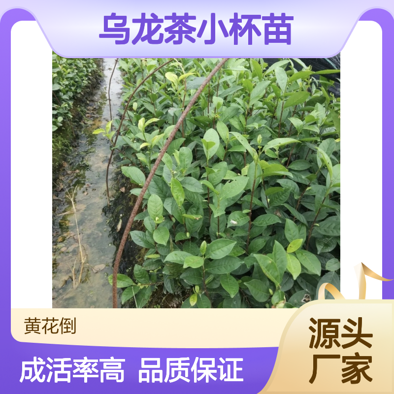 农户直供乌龙茶小杯苗 多年生根系发达成活高规格齐全