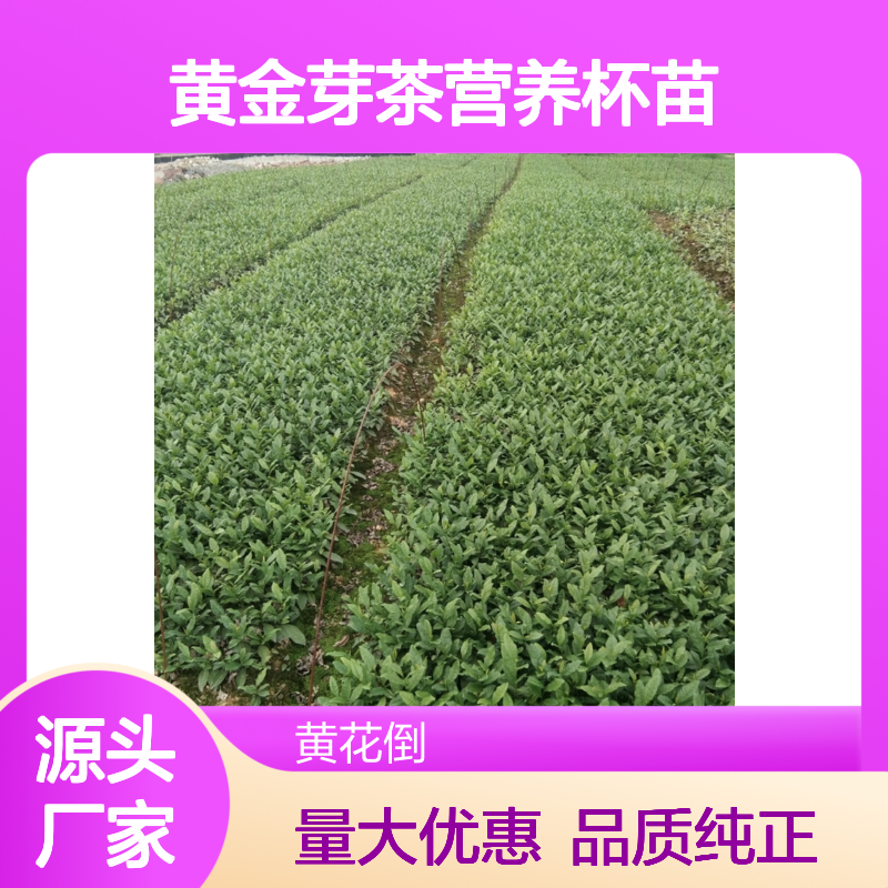 产地直发黄金芽茶营养杯苗 基地直发包教种植管理技术品质纯正可票