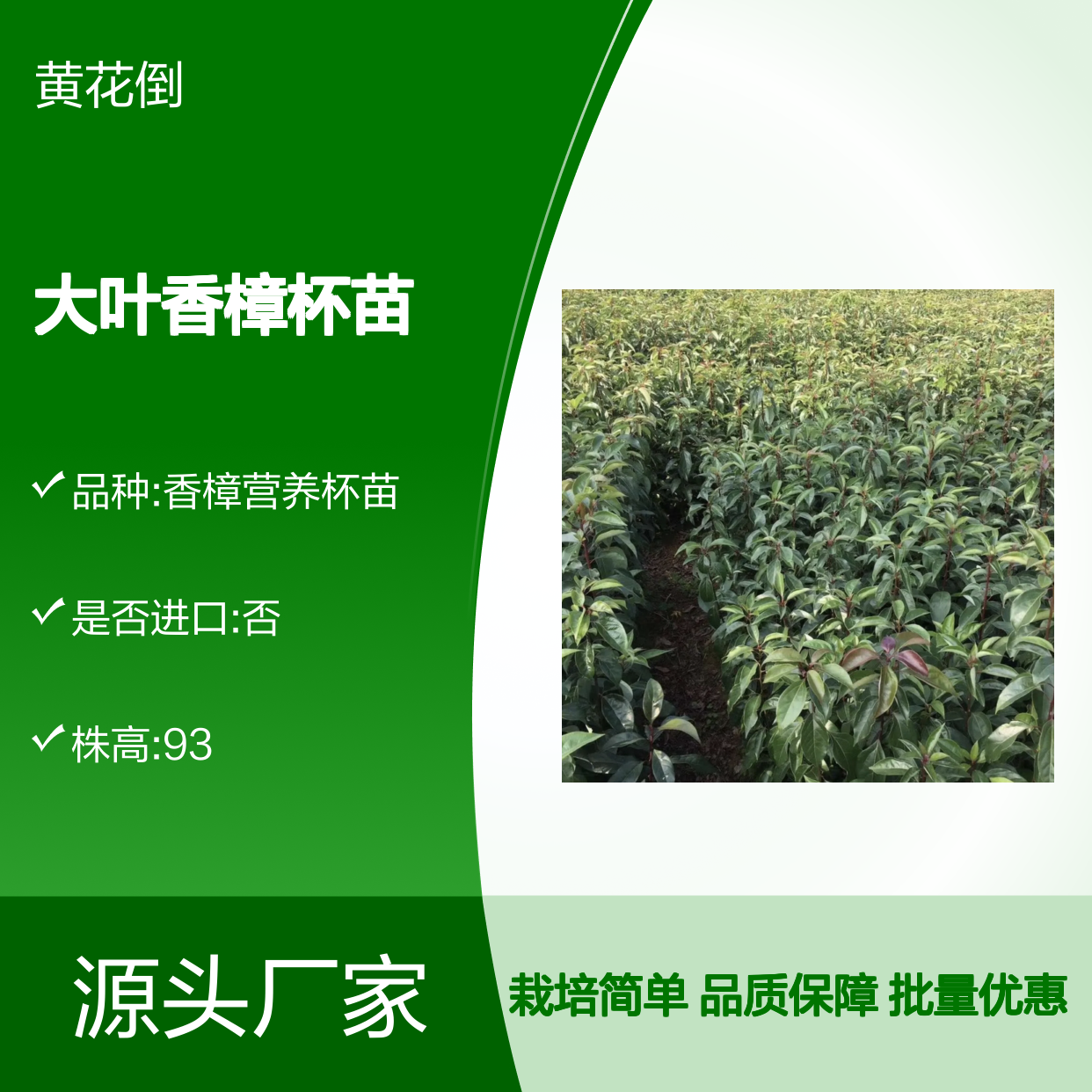 大叶香樟杯苗 批发绿化优选 抗倒力强 生长迅速