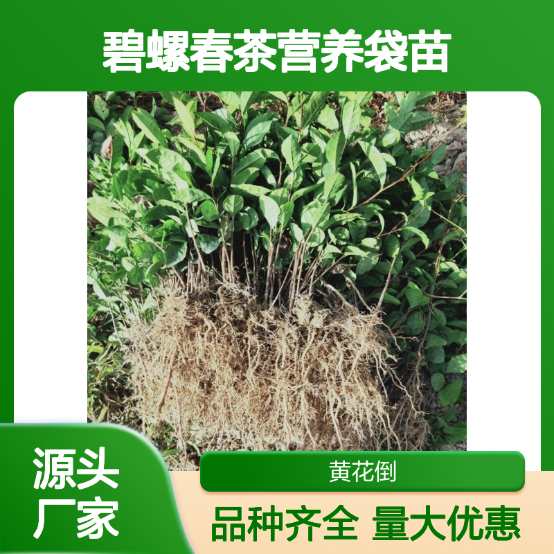 产地直发碧螺春茶营养袋苗 品种齐全质量保证根系发达种植好管理