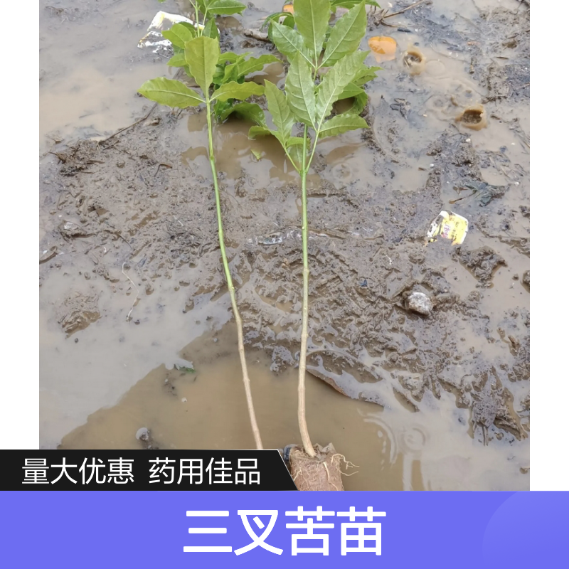 三叉苦苗 芸香科常绿灌木 药用价值高 生长缓慢