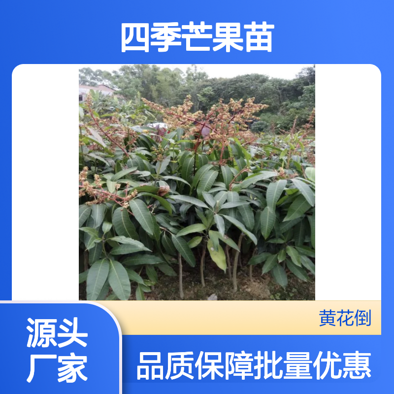 四季芒果苗 优质果树苗木 批发供应 甜度较高 丰产稳产