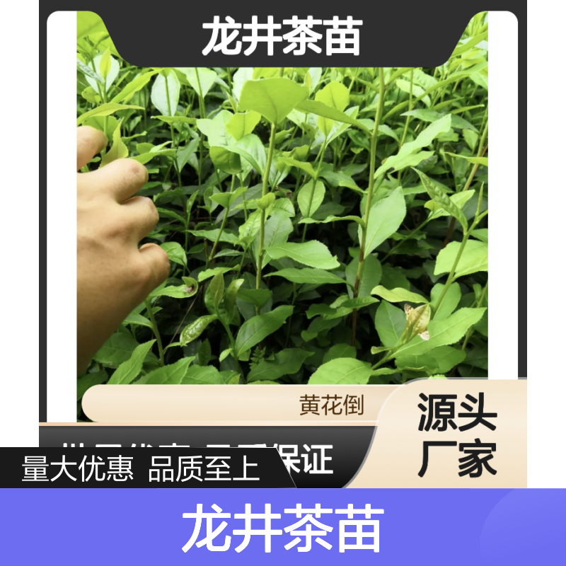优质龙井茶苗 丘陵地貌种植 诚信经营 排水良好