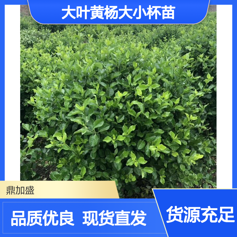 鼎加盛基地现货 大叶黄杨大小杯苗 球形常绿 观叶绿篱园林景观