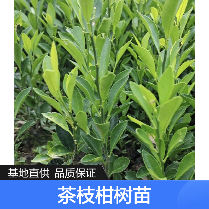 茶枝柑树苗 大种油身品系 基地直供 皮色鲜艳 通风透光