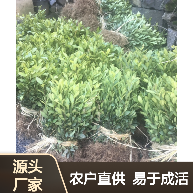 农户直供大旦茶营养杯苗 含免费管理技术 易于成活