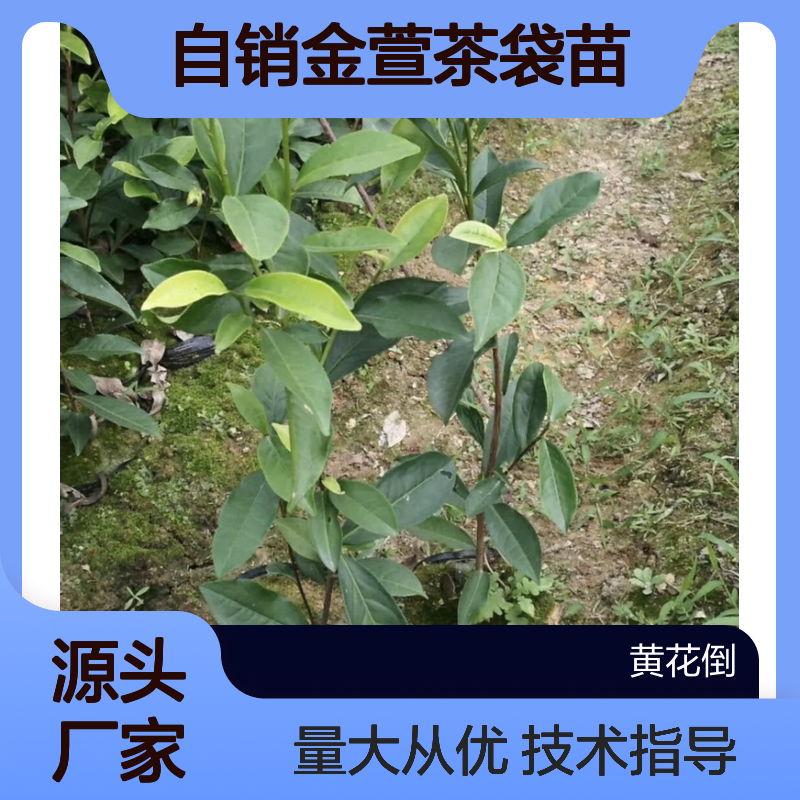 自产自销金萱茶袋苗 提供种植技术 专业培育 成活率高