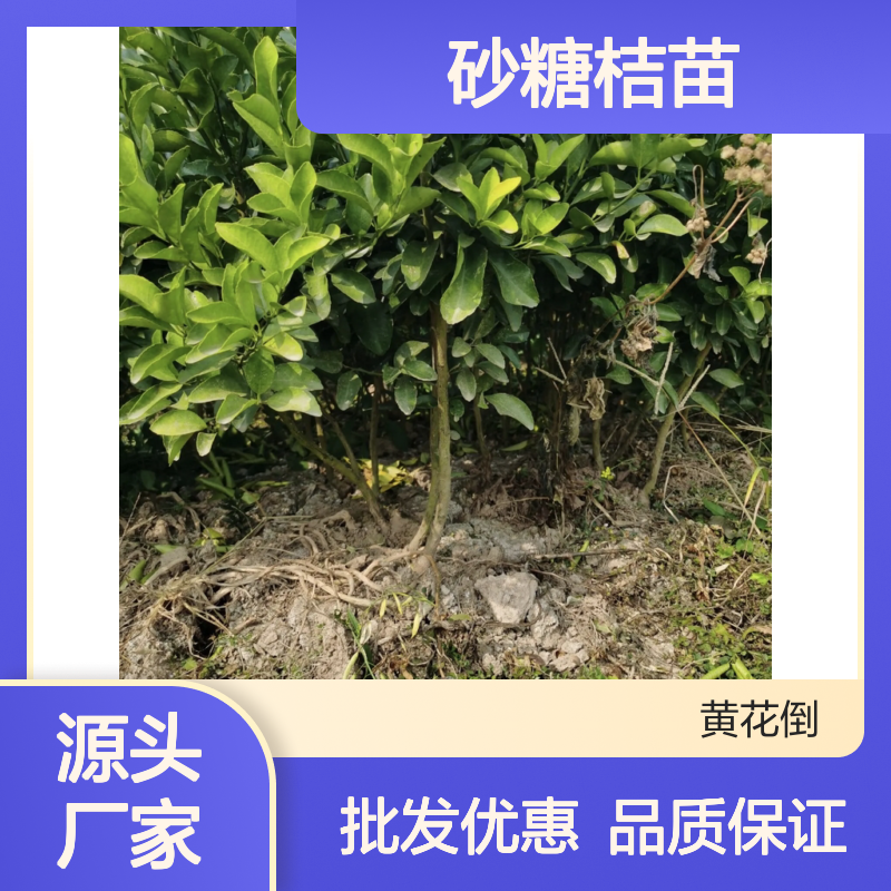 正宗砂糖桔苗 批发种植 果实鲜美 品质优良 口感细腻