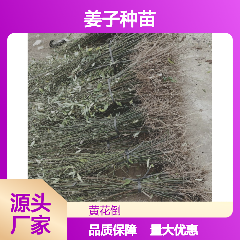 山姜子种苗 芳香木本植物 园林绿化优选 适生性强