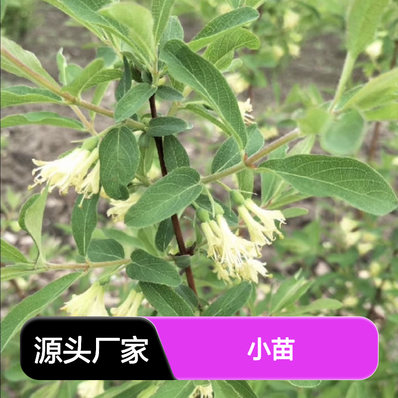 羊奶子小苗 百亩种植主产区直供 成活率高 管理方便