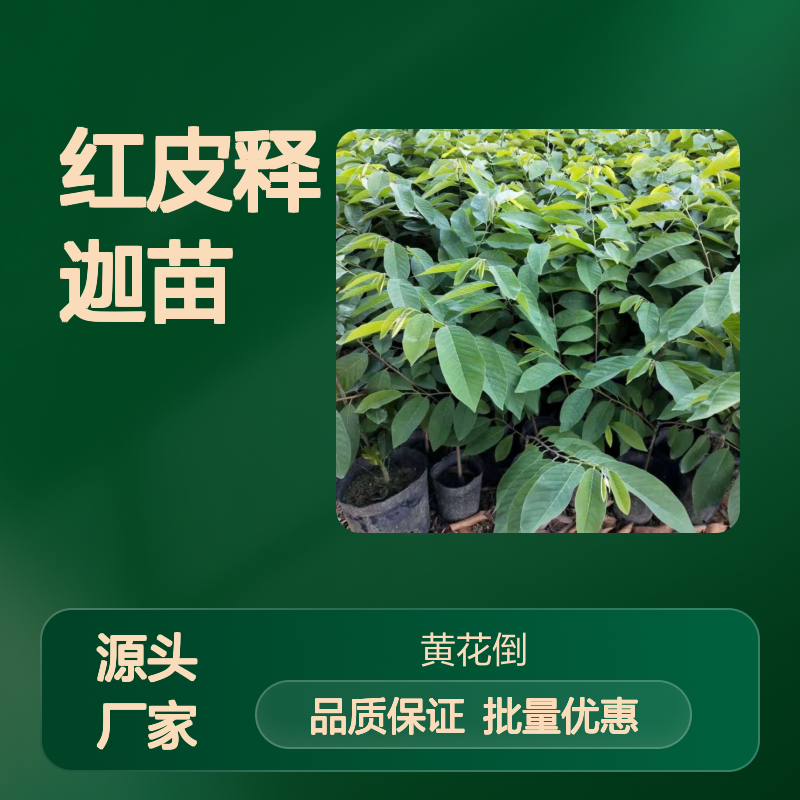 红皮释迦苗 百亩种植区直供 货源稳定 品质优良