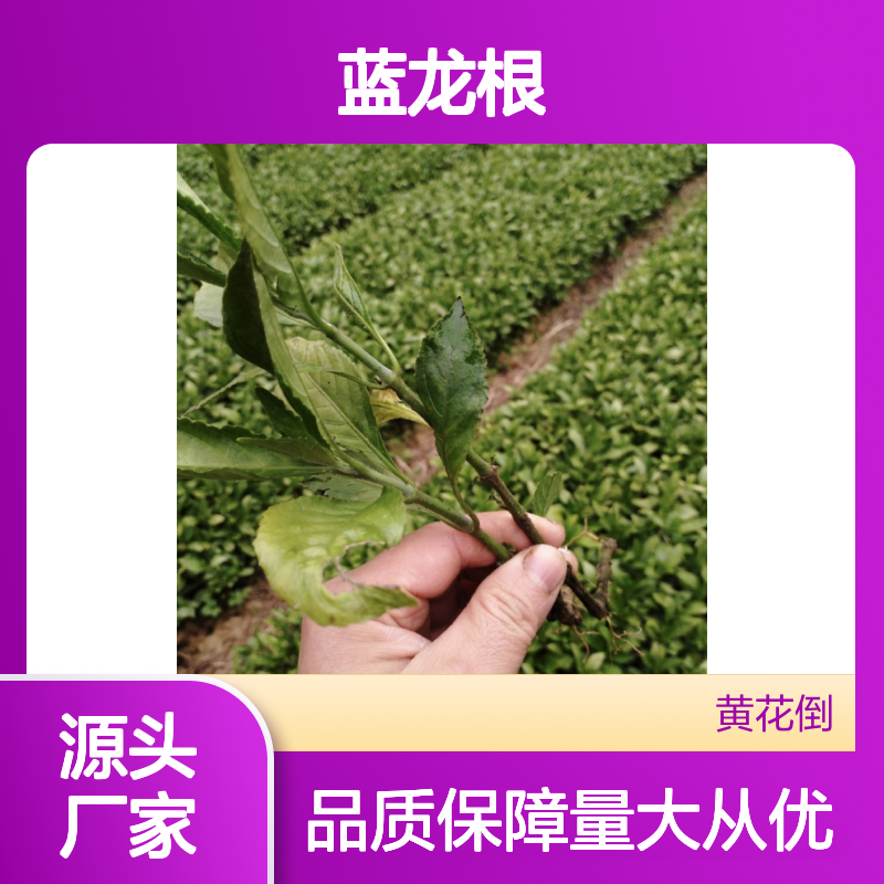 蓝龙根种苗基地 直供健壮蓝龙根苗 无病虫害 培育简单