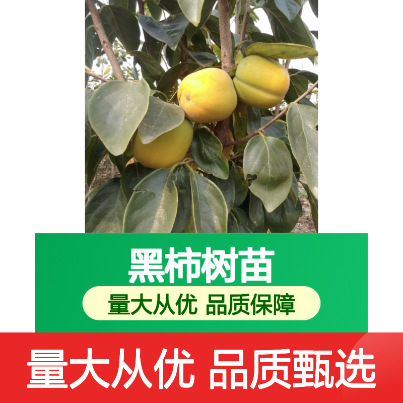 黑柿树苗基地直供 优质果树苗木 适应性强 生态经济