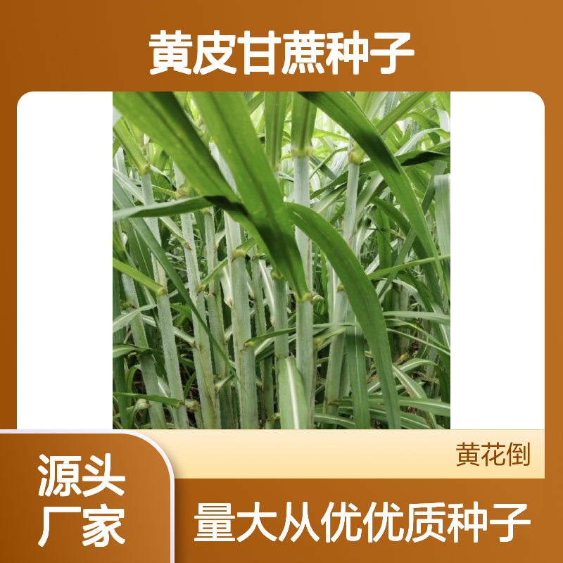 常年基地供应黄皮甘蔗种子 多年生根系发达成活高规格齐全