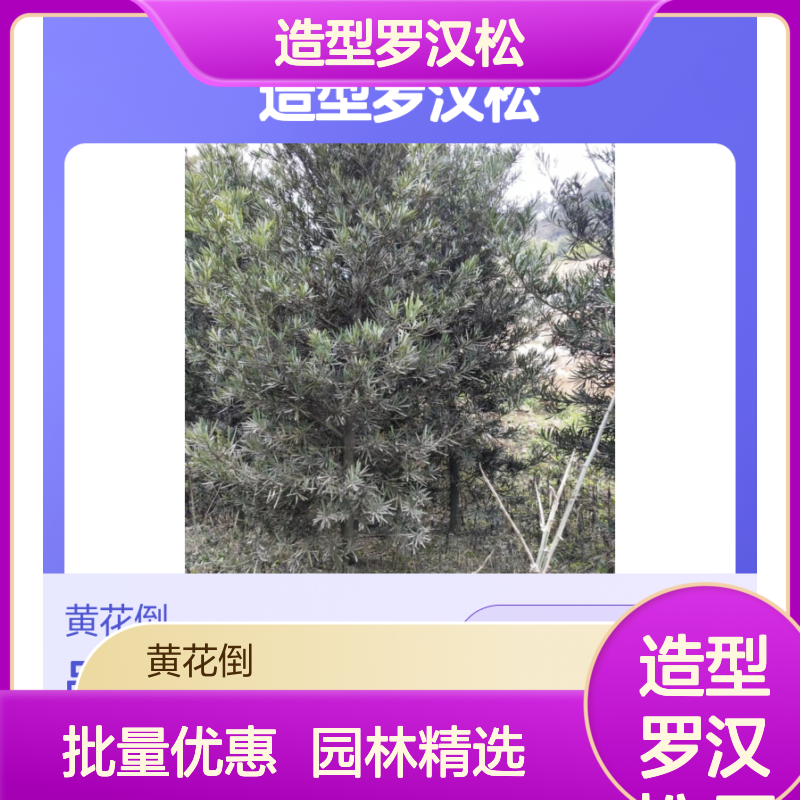 造型罗汉松 园林景观优选 批发供应 绿意盎然 生长旺盛