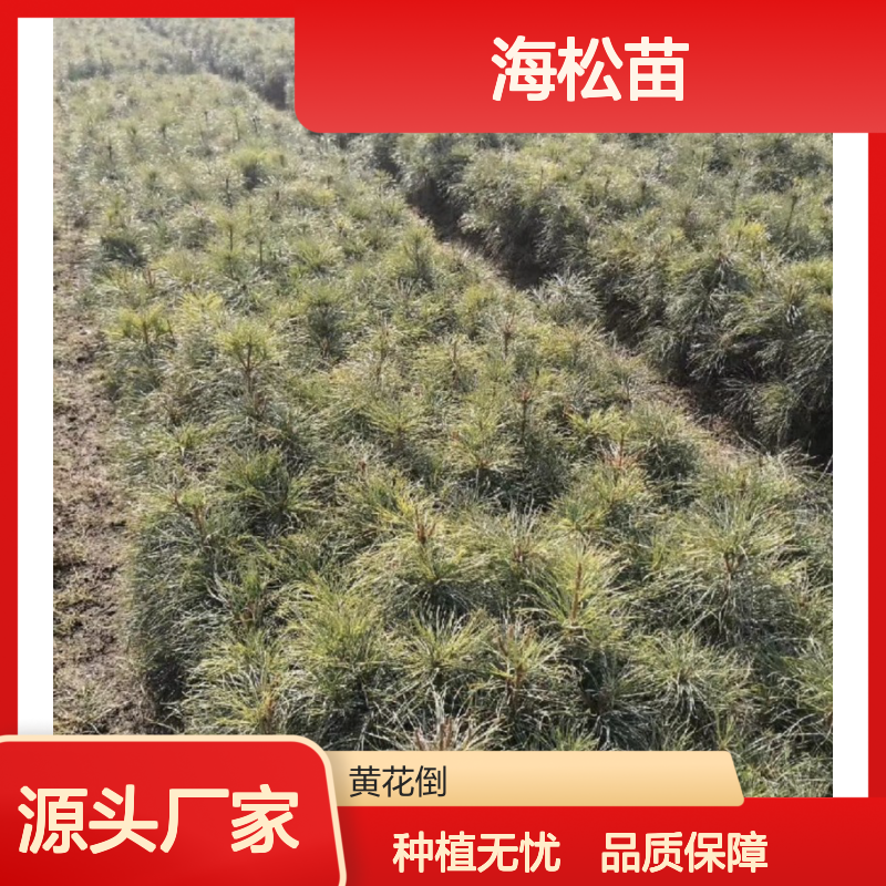 海松苗现货 荒山农田皆宜种植 收益颇高 适应性强