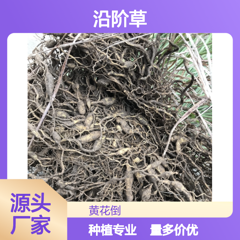沿阶草种植基地直供 麦冬草园林优选 产量稳定