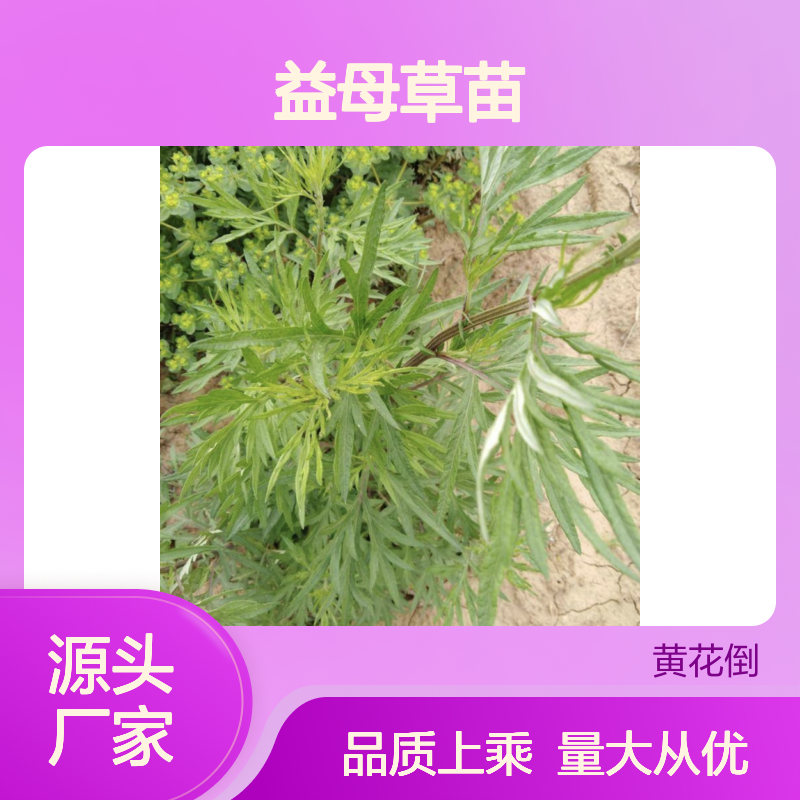 益母草苗 种植基地批发供应 品质保证 鲜活嫩绿