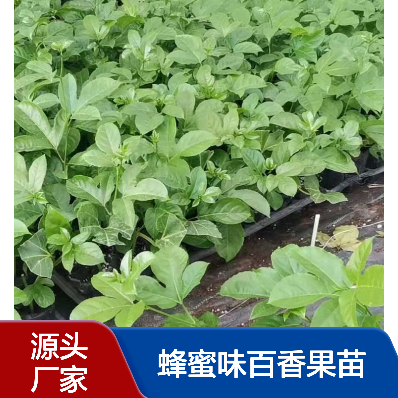 蜂蜜味百香果苗 紫红色果 高糖度 鲜食佳选 抗病力强