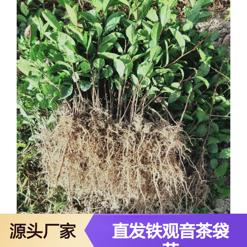 产地直发铁观音茶袋苗 全程技术指导十几年苗木培育经验