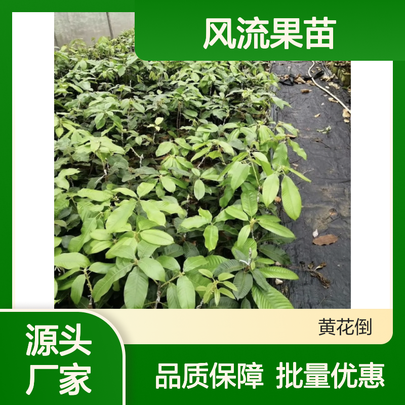 风流果苗 乔木植物 园林种植 易于嫁接 适应性强